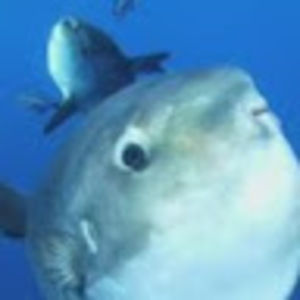 Meet your Posher, Mr.